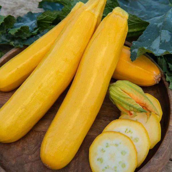 Potagères - Courgette Jaune Gold Rush HF1 - BIO - face recto